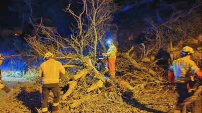La caiguda d&#039;un arbre talla l&#039;avinguda Catalunya de l&#039;Espluga