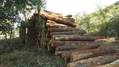 Comença la tala de 45 hectàrees de pins morts per la sequera a Poblet