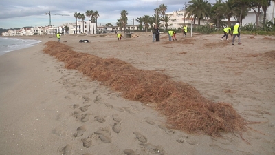 Altafulla aposta per la regeneració natural de la platja després del temporal