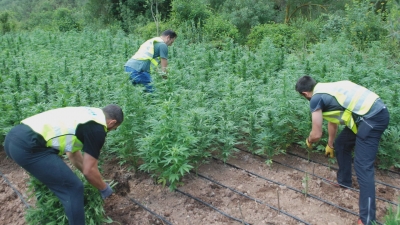Els Mossos desmantellen una plantació de 6.500 plantes de marihuana a la Conca de Barberà