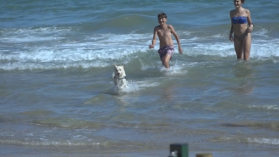 Els gossos ja poden anar a la platja a Tarragona durant l&#039;estiu