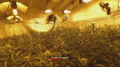 Els Mossos desmantellen un cultiu de més de 1.400 plantes de marihuana a Valls