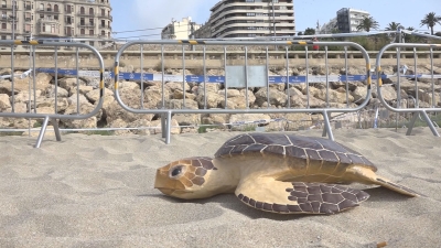 Tarragona avança la campanya de fauna marina